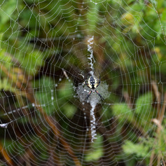 Predator Yellow Spider