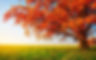 Autumn 3.jfif