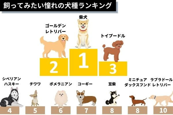 飼ってみたい憧れの犬種ランキング!1位は「柴犬」