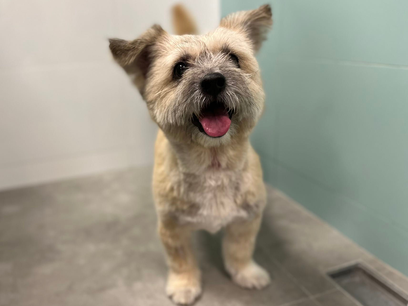 月月（已領養）