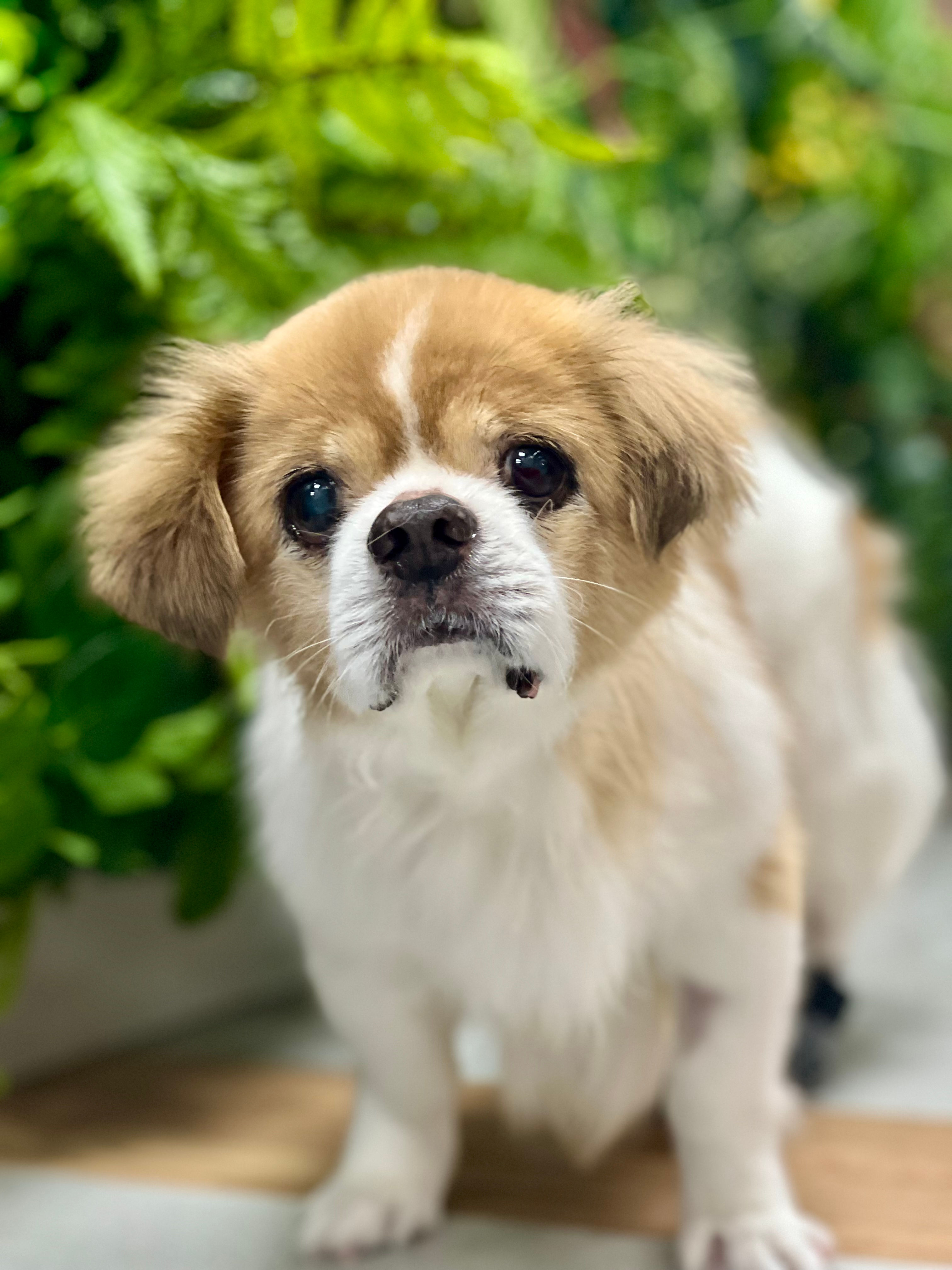 大吉（已死亡）