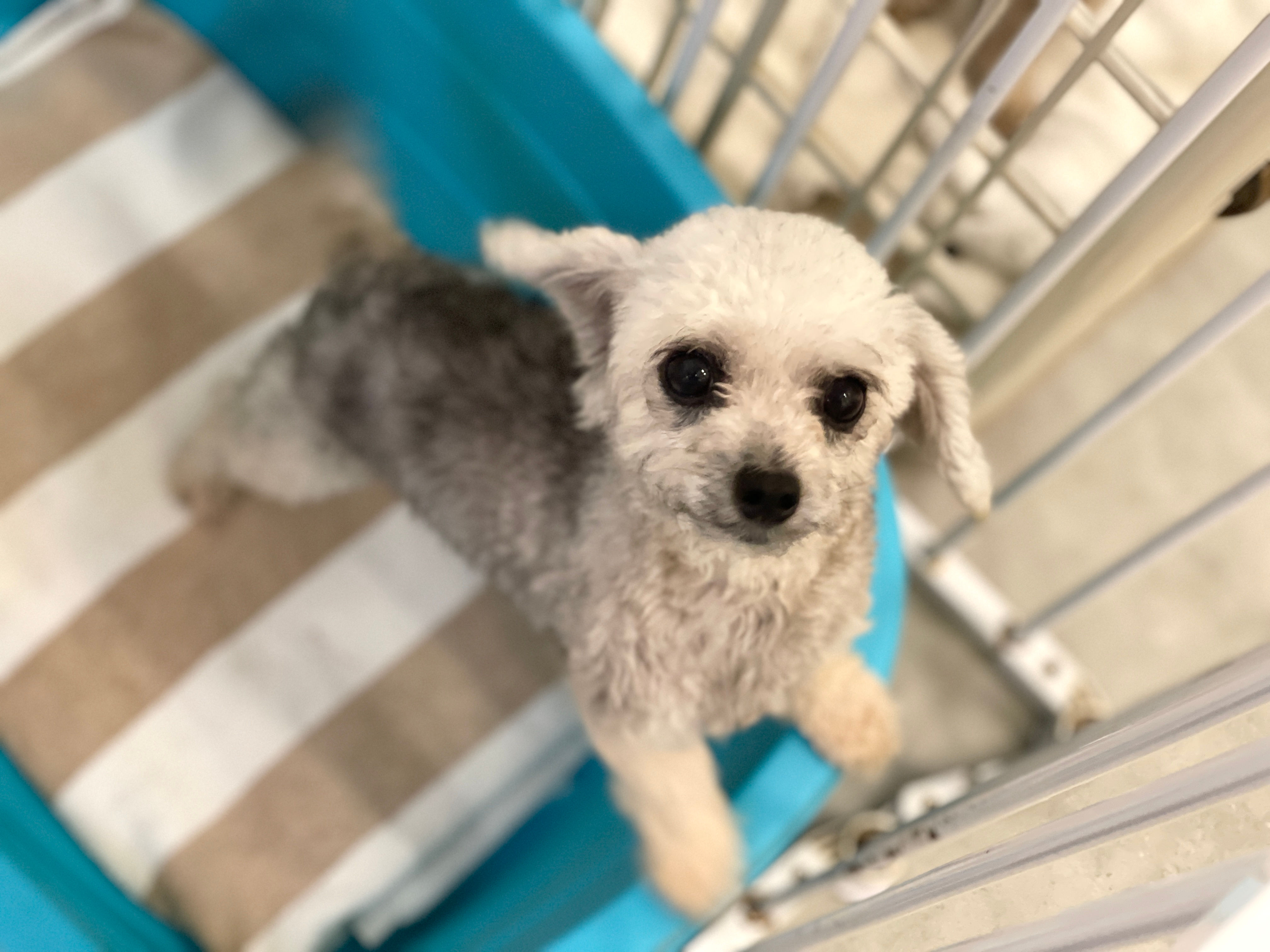 孖細（已領養）