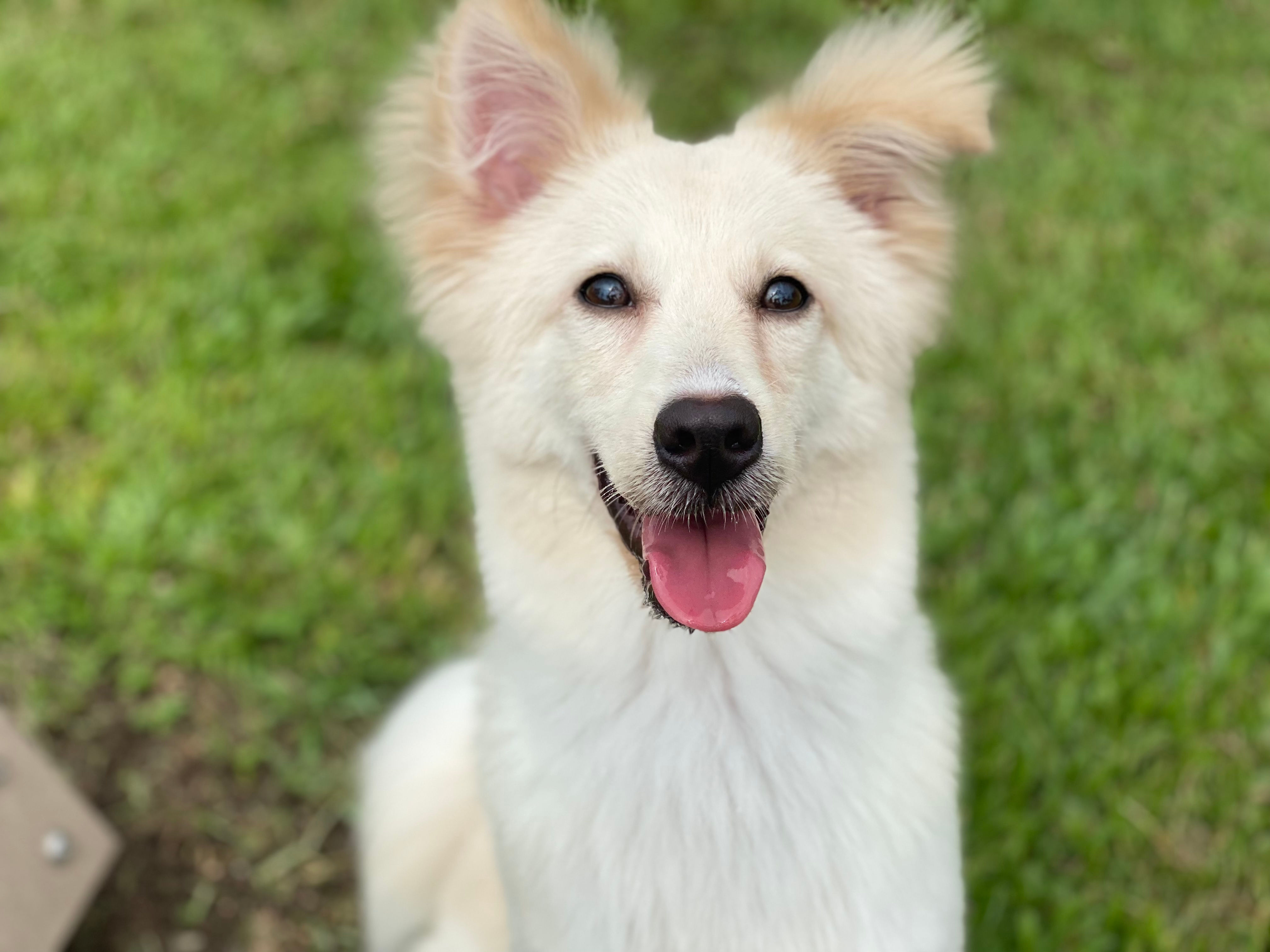 大菜糕（已領養）