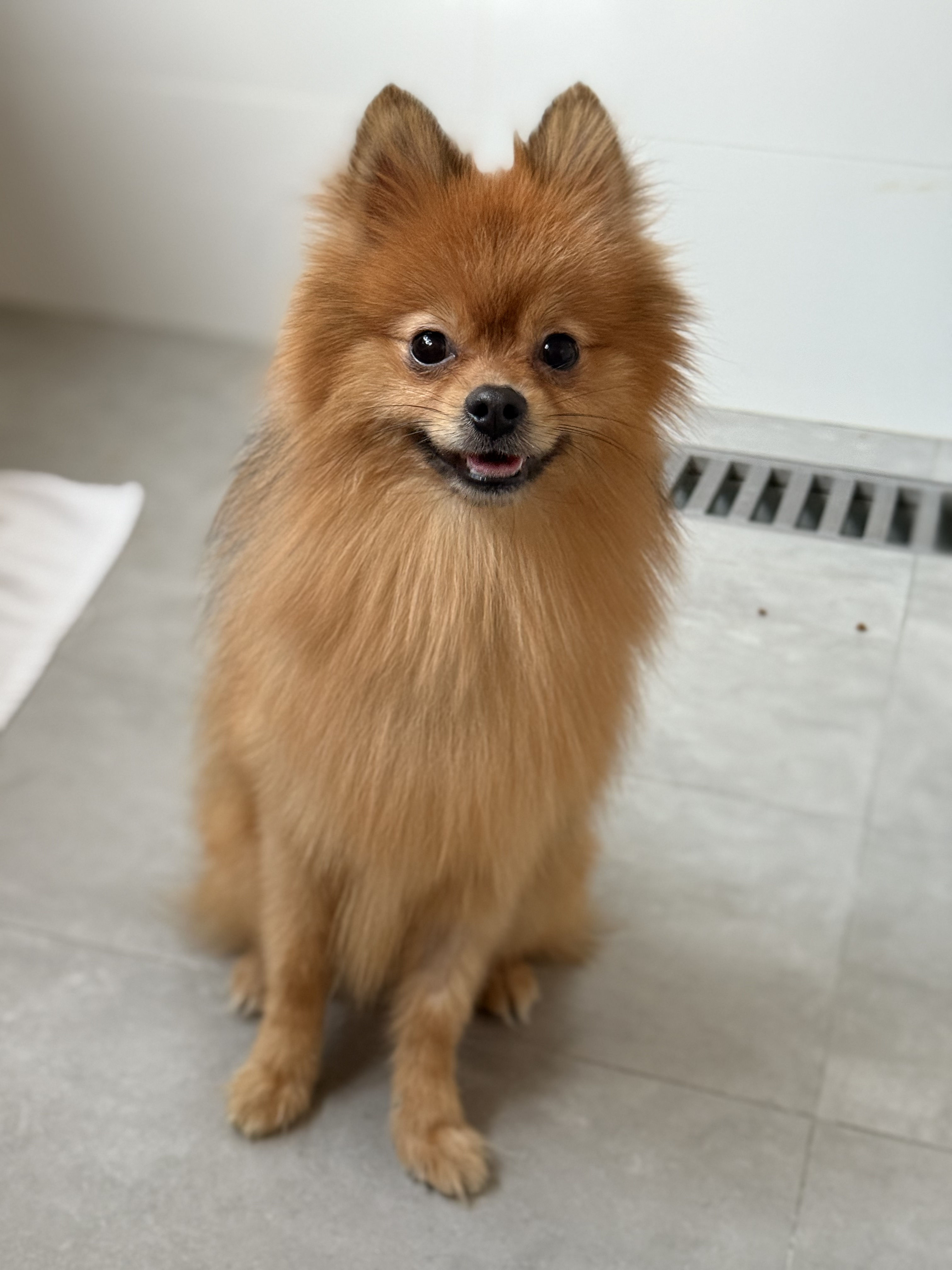 來寶（已領養）