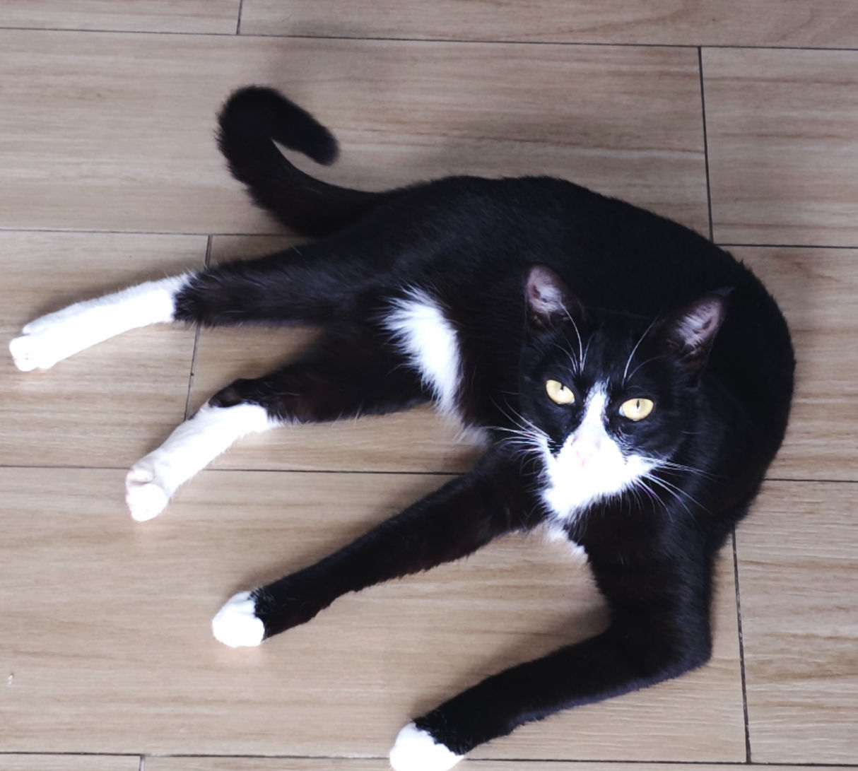 靚女（已領養）