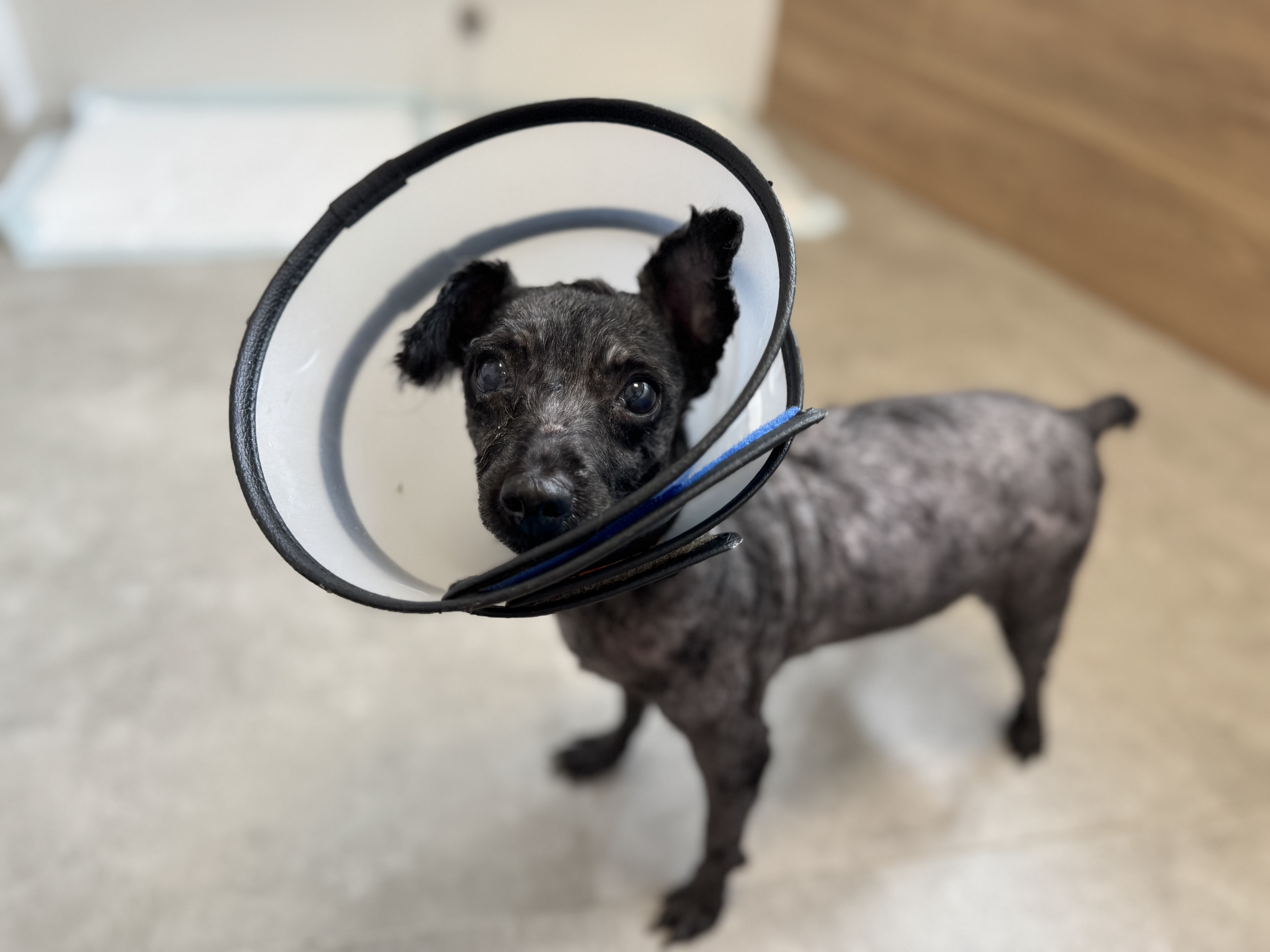 黑糖（現居綜合犬舍）