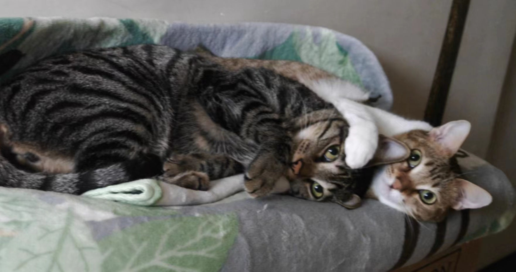 Heiby（已領養）