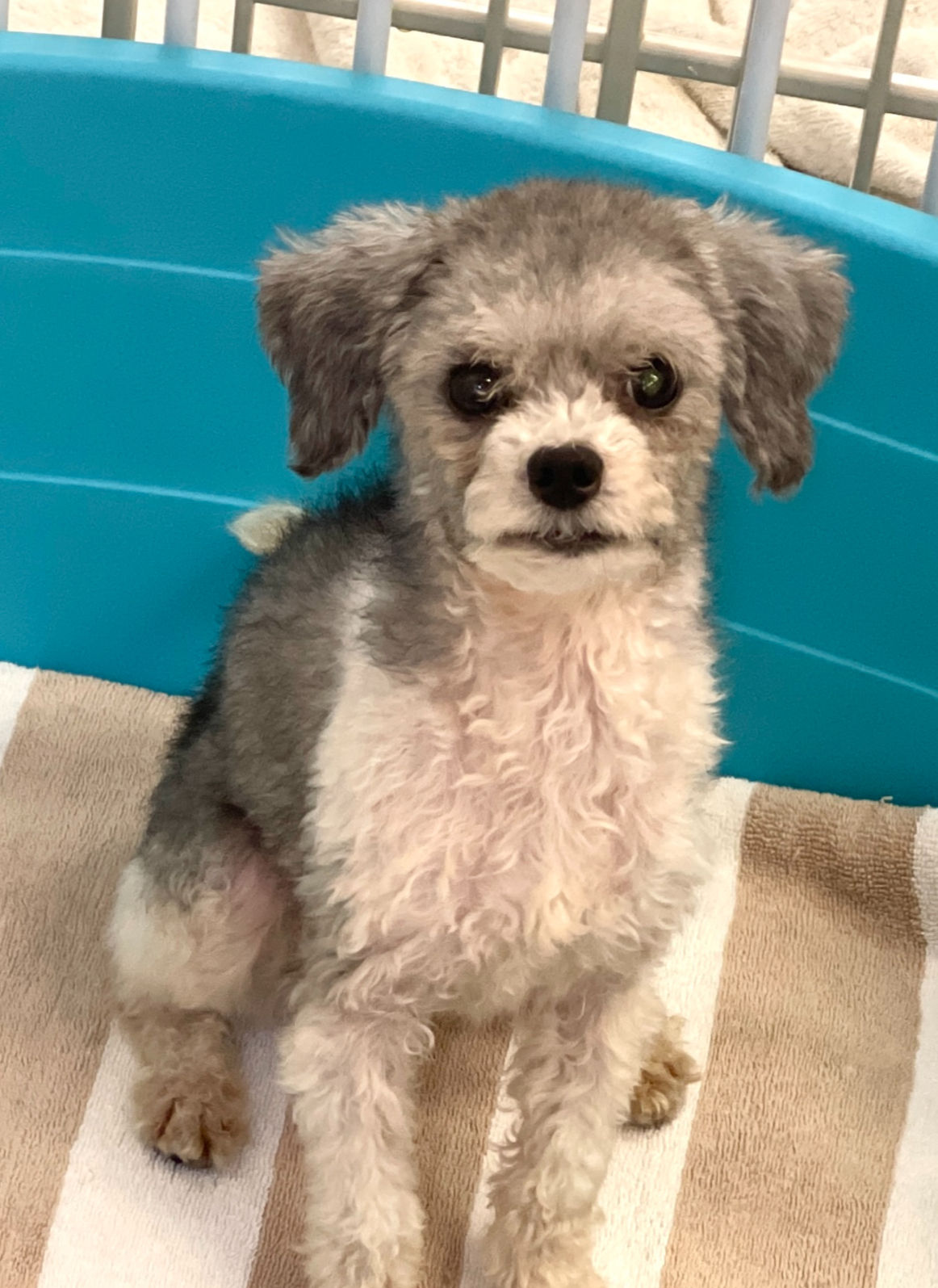 孖大（已領養）