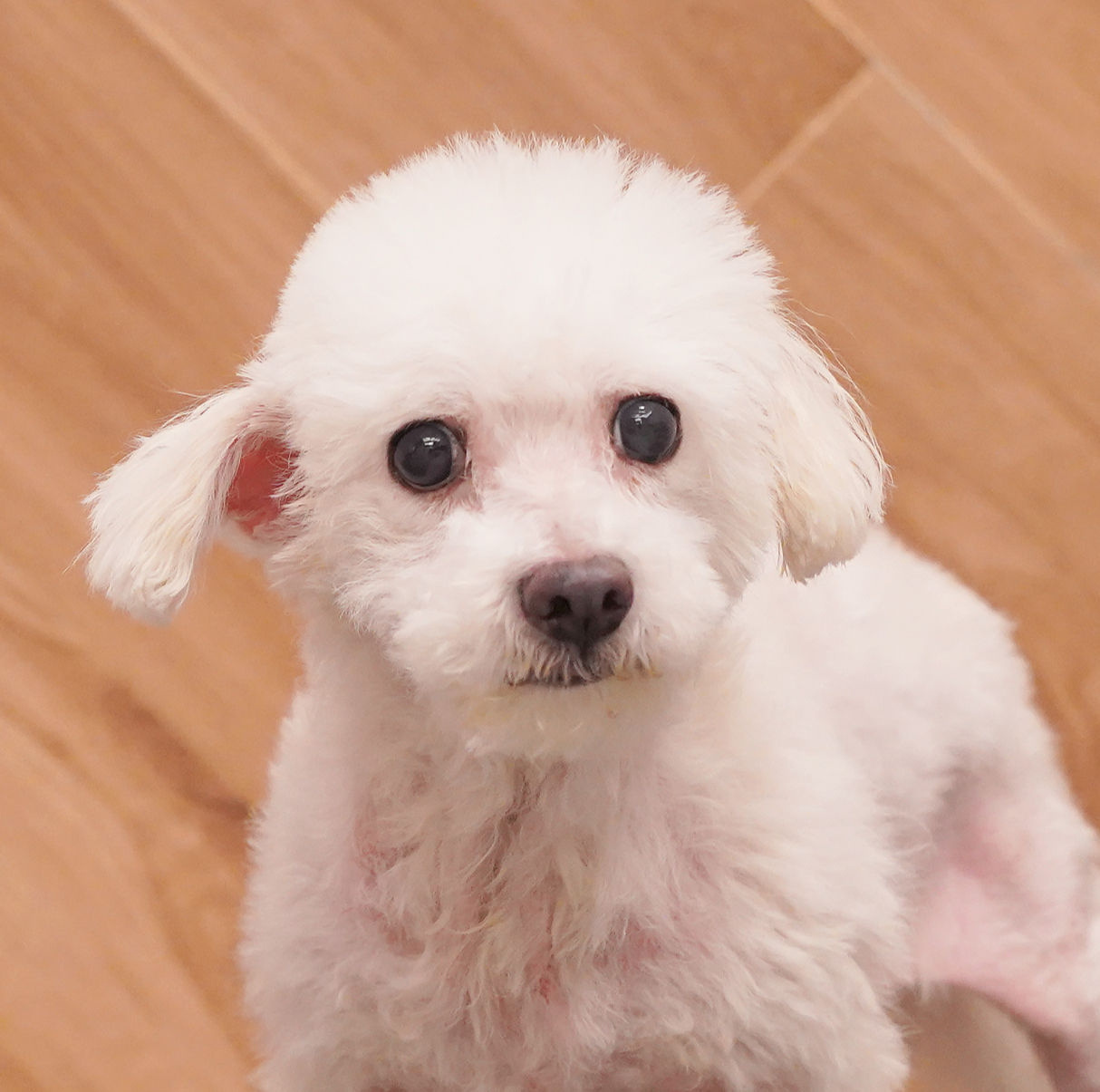 咚咚（已死亡）