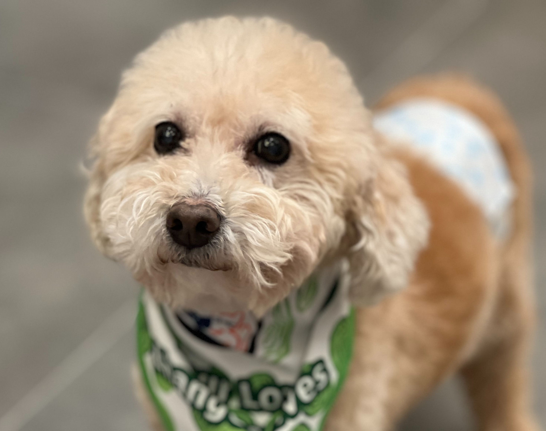 攣毛（已領養）