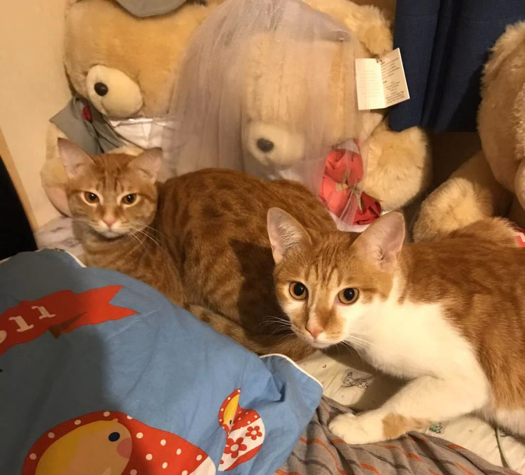 王小虎（已領養）