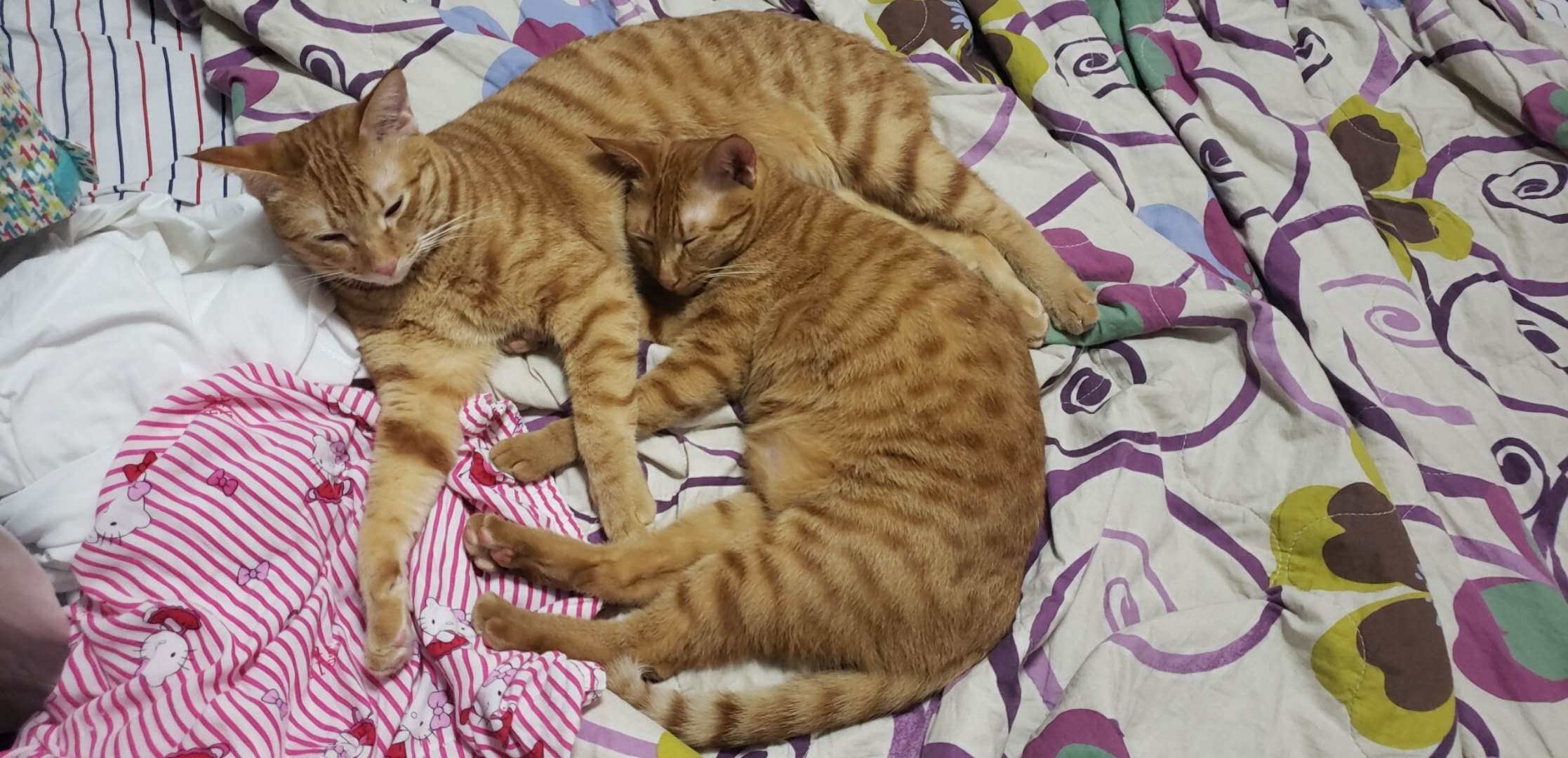 王飛鴻（已領養）