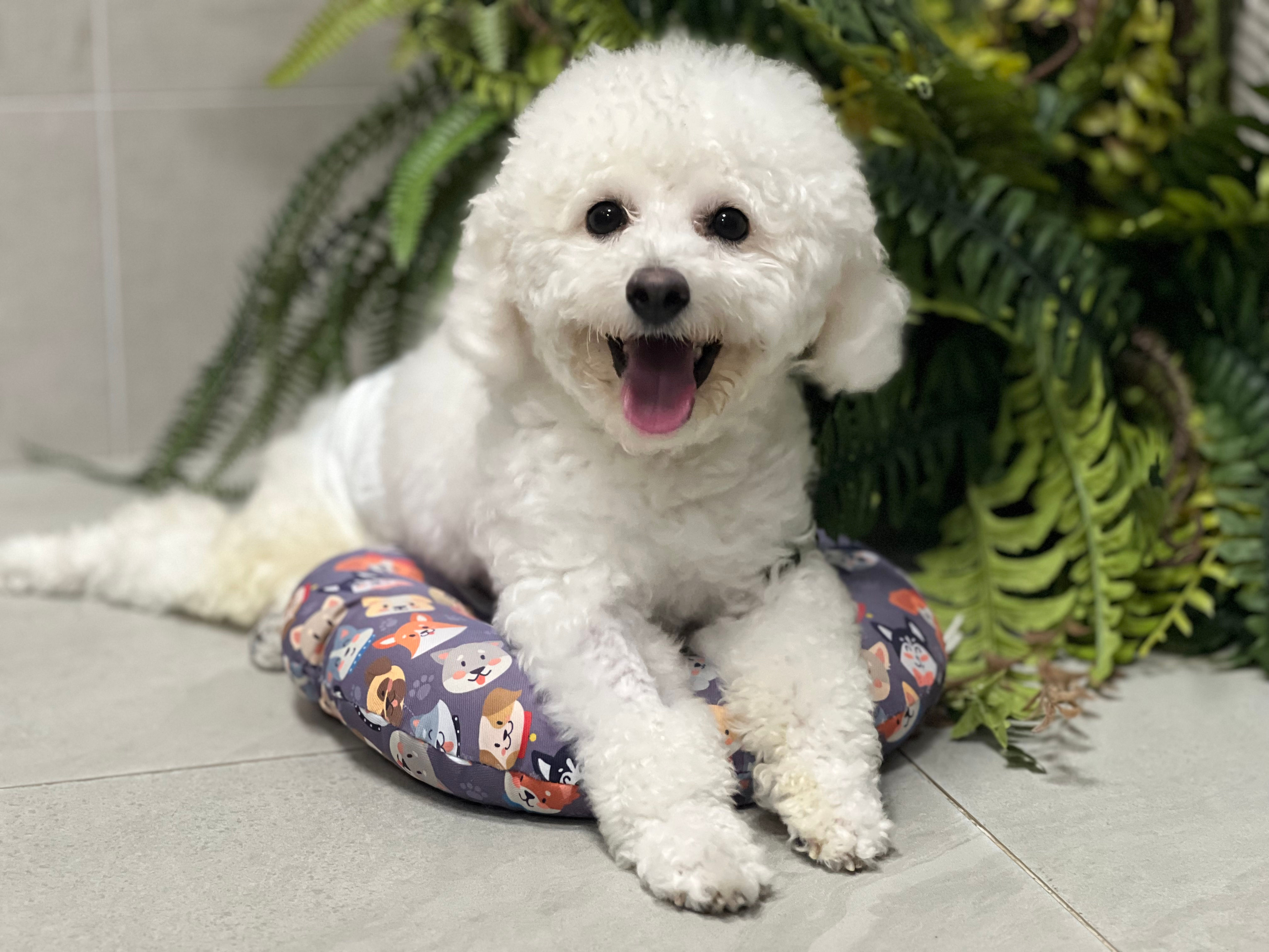 Cash（現居康寧犬舍）