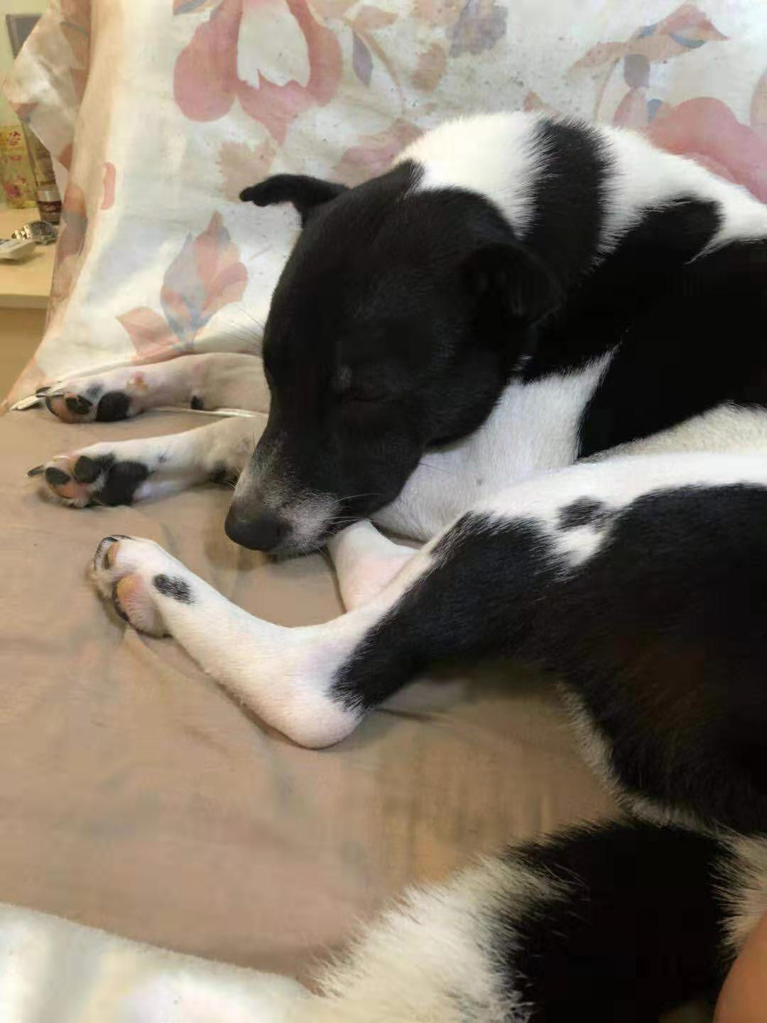 糖椰子（已領養）