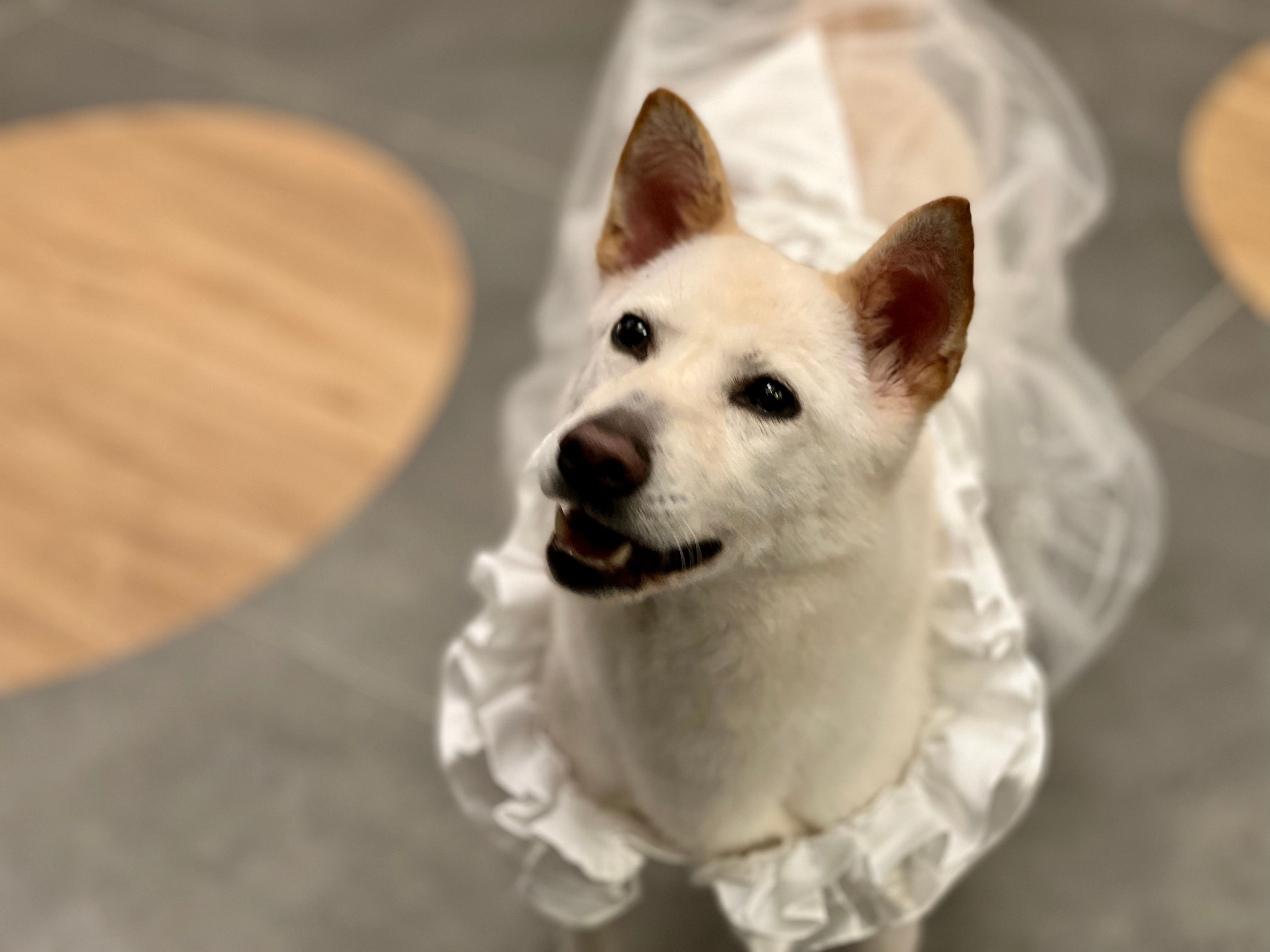 雪兒（現居綜合犬舍）