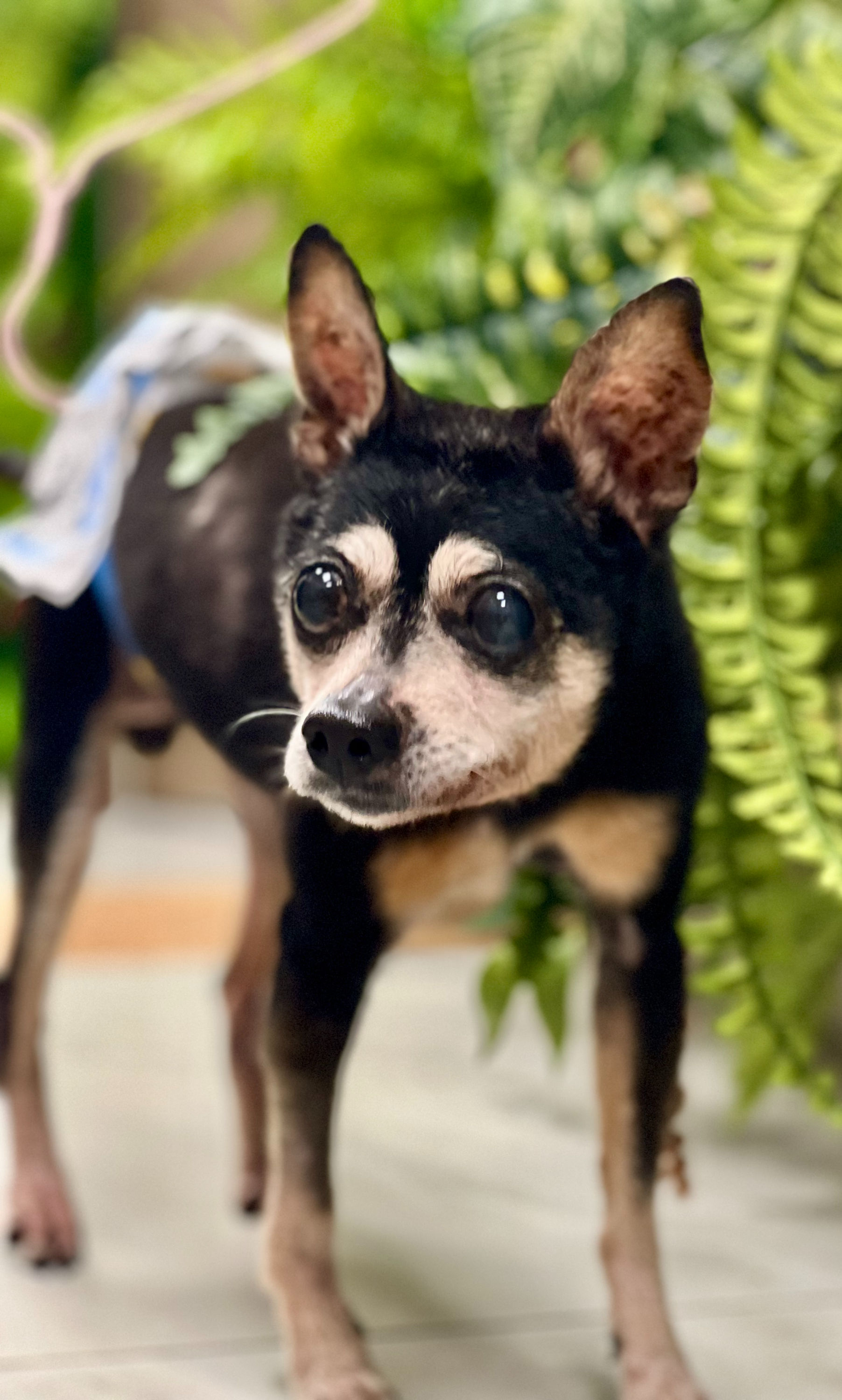 梁山伯（現居康寧犬舍）