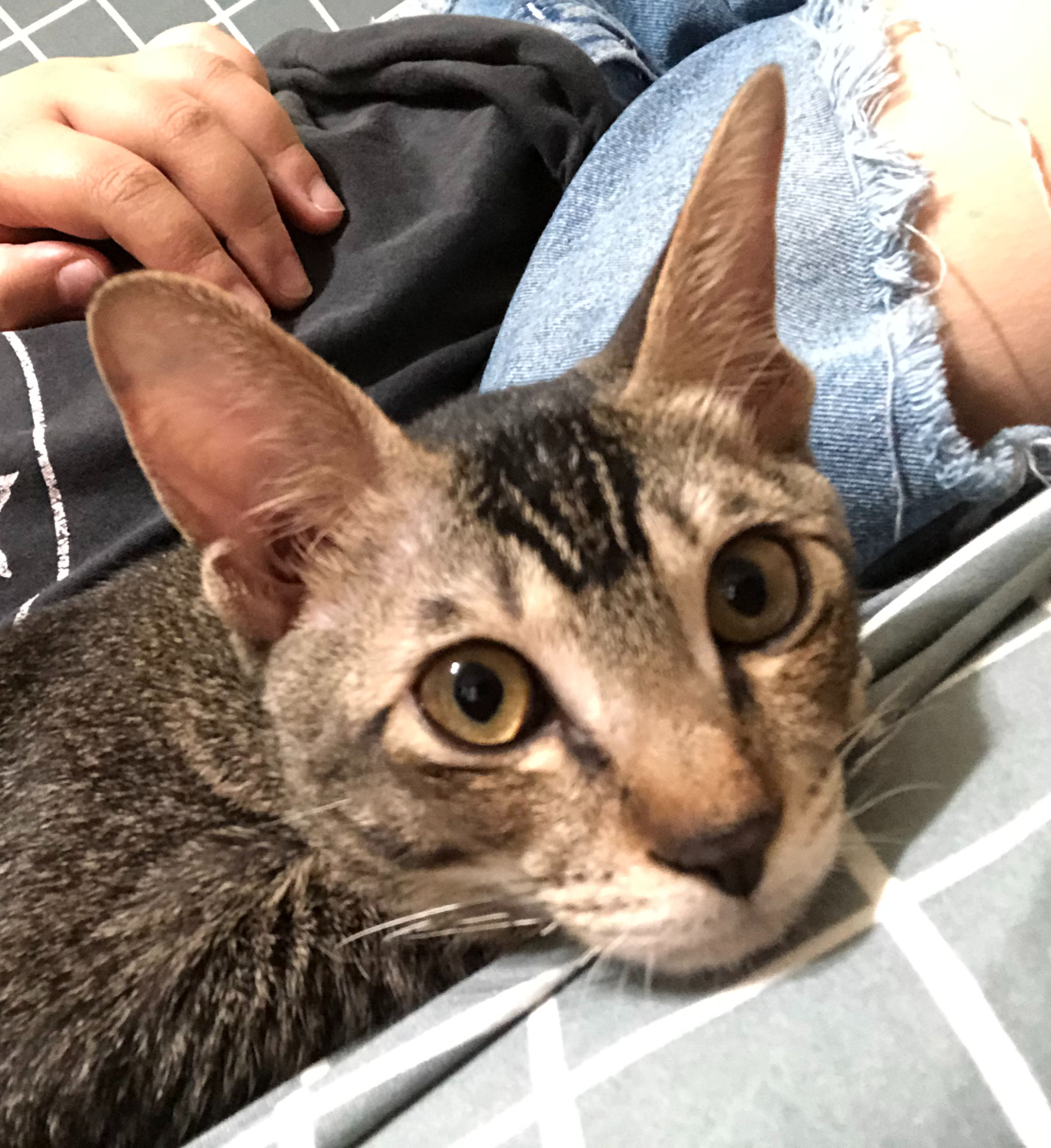 大寶（已領養）