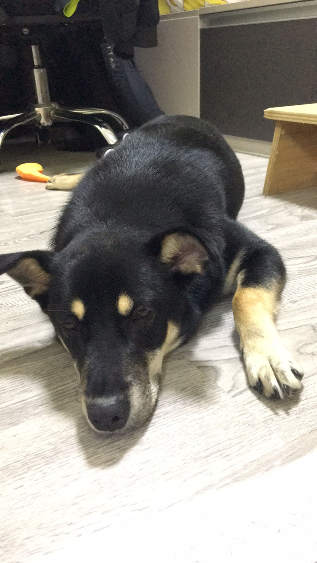 提子包（已領養）