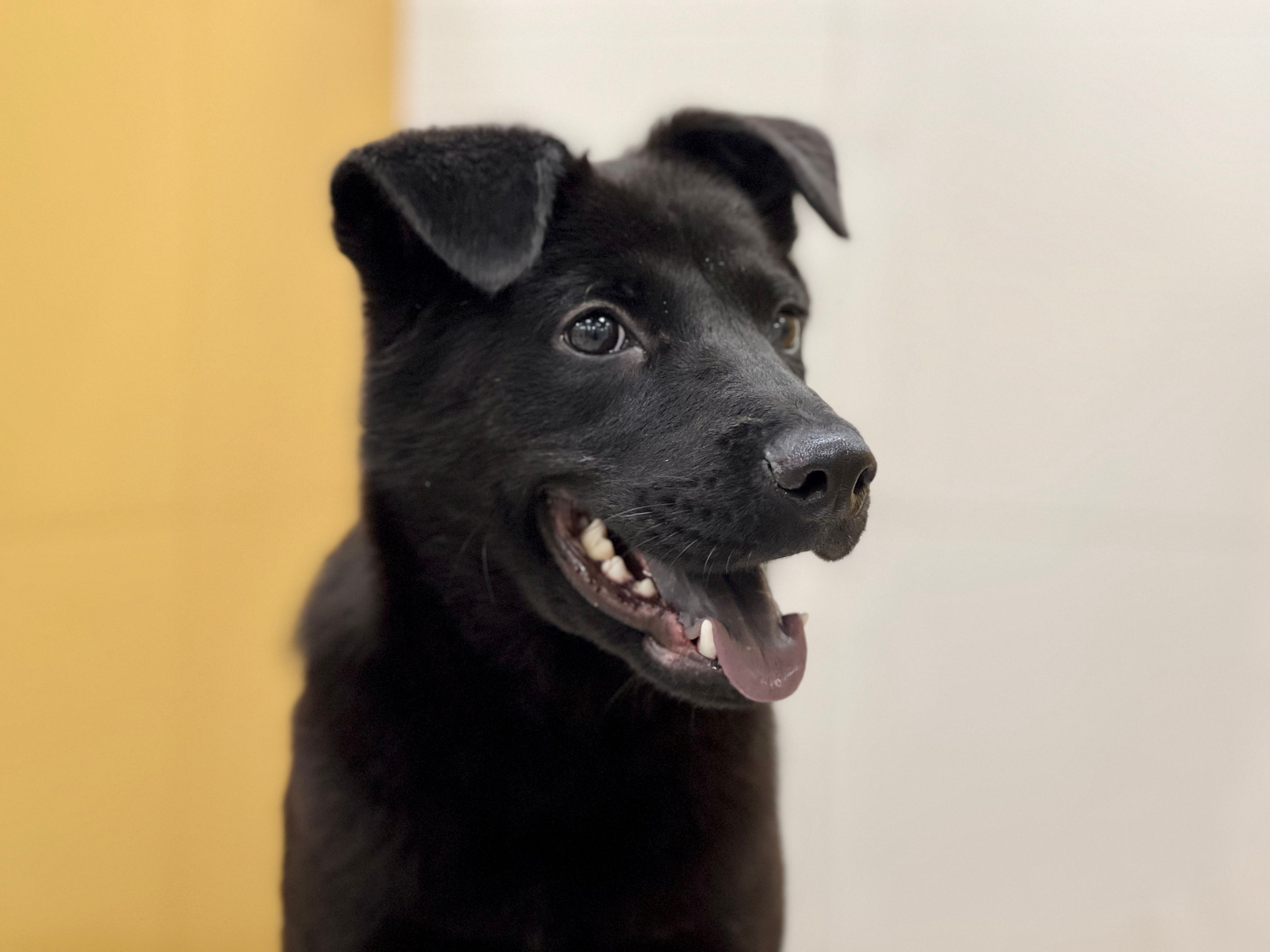 黑寶（已領養）