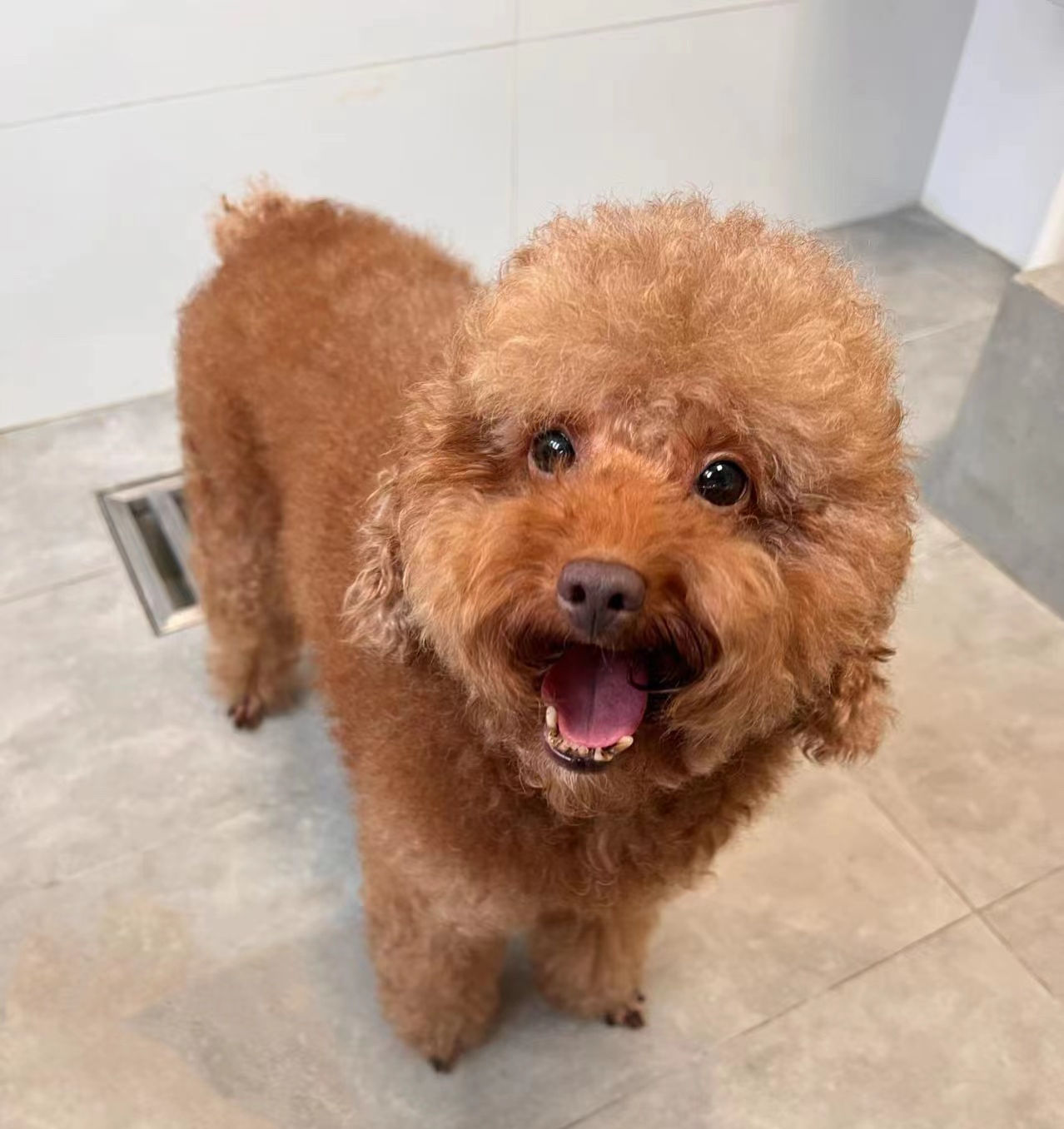 基基（已領養）