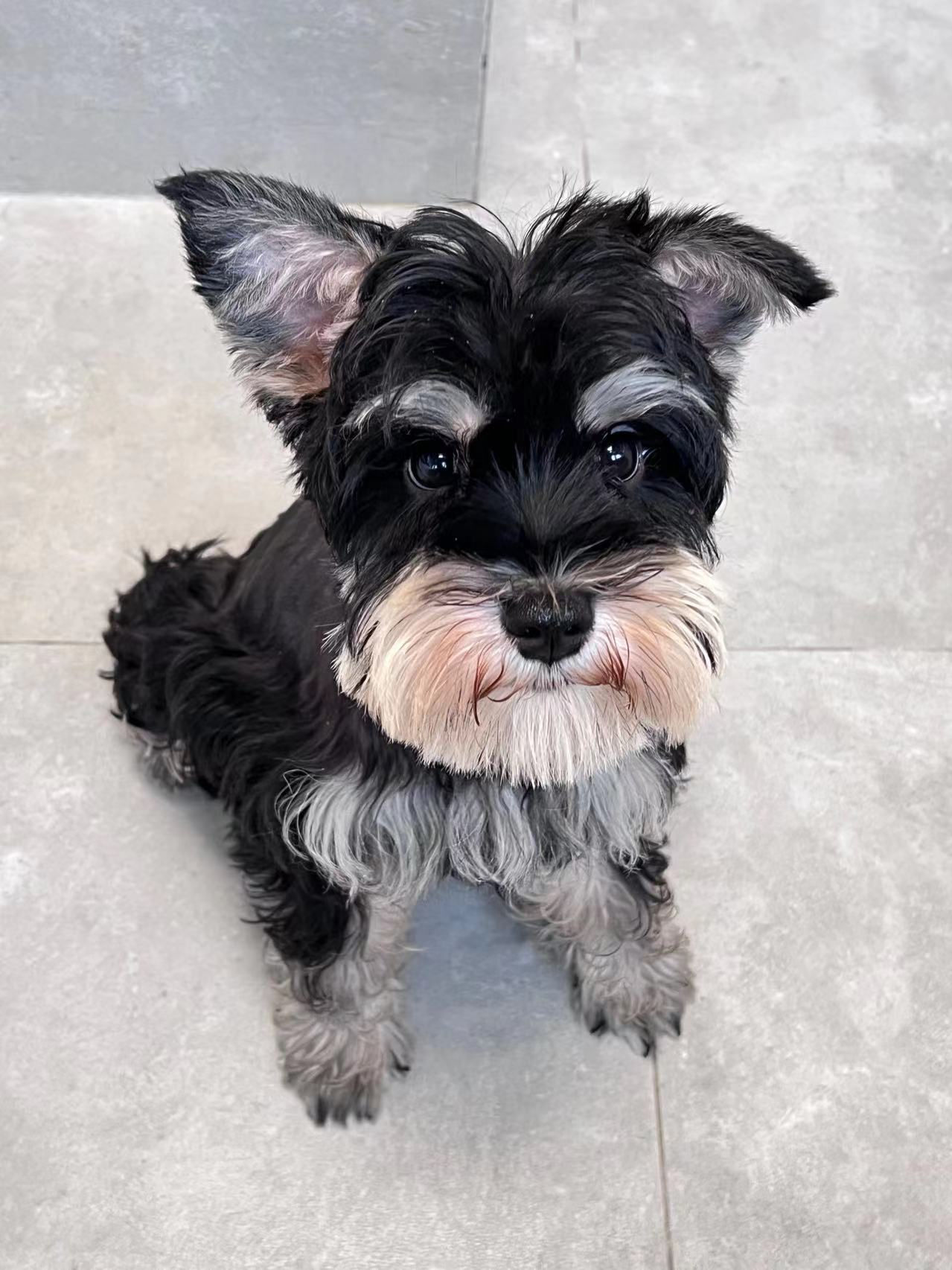 Mickey（托管照顧）