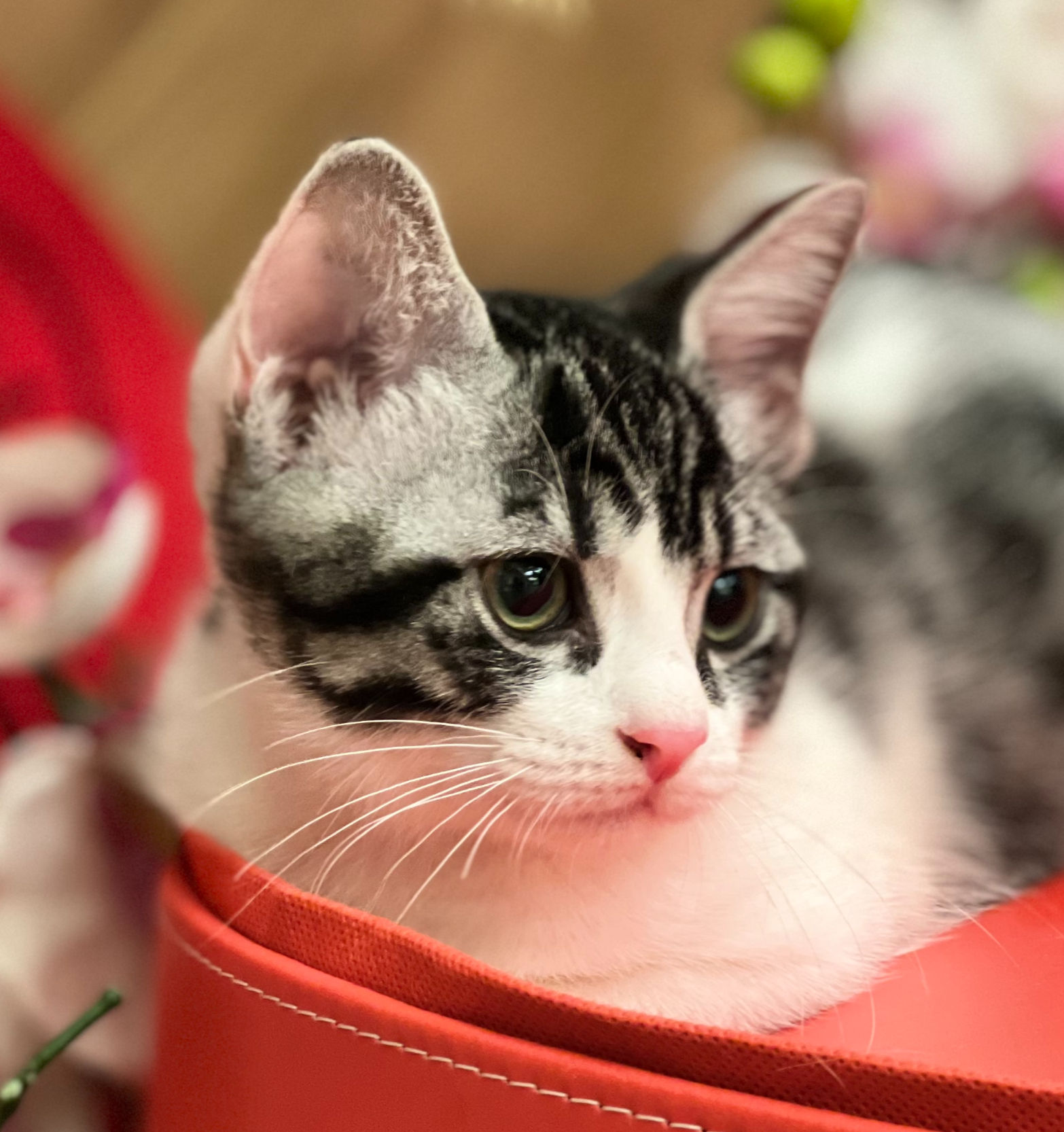 添運（已領養）