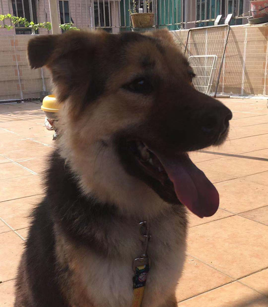 普洱（已領養）