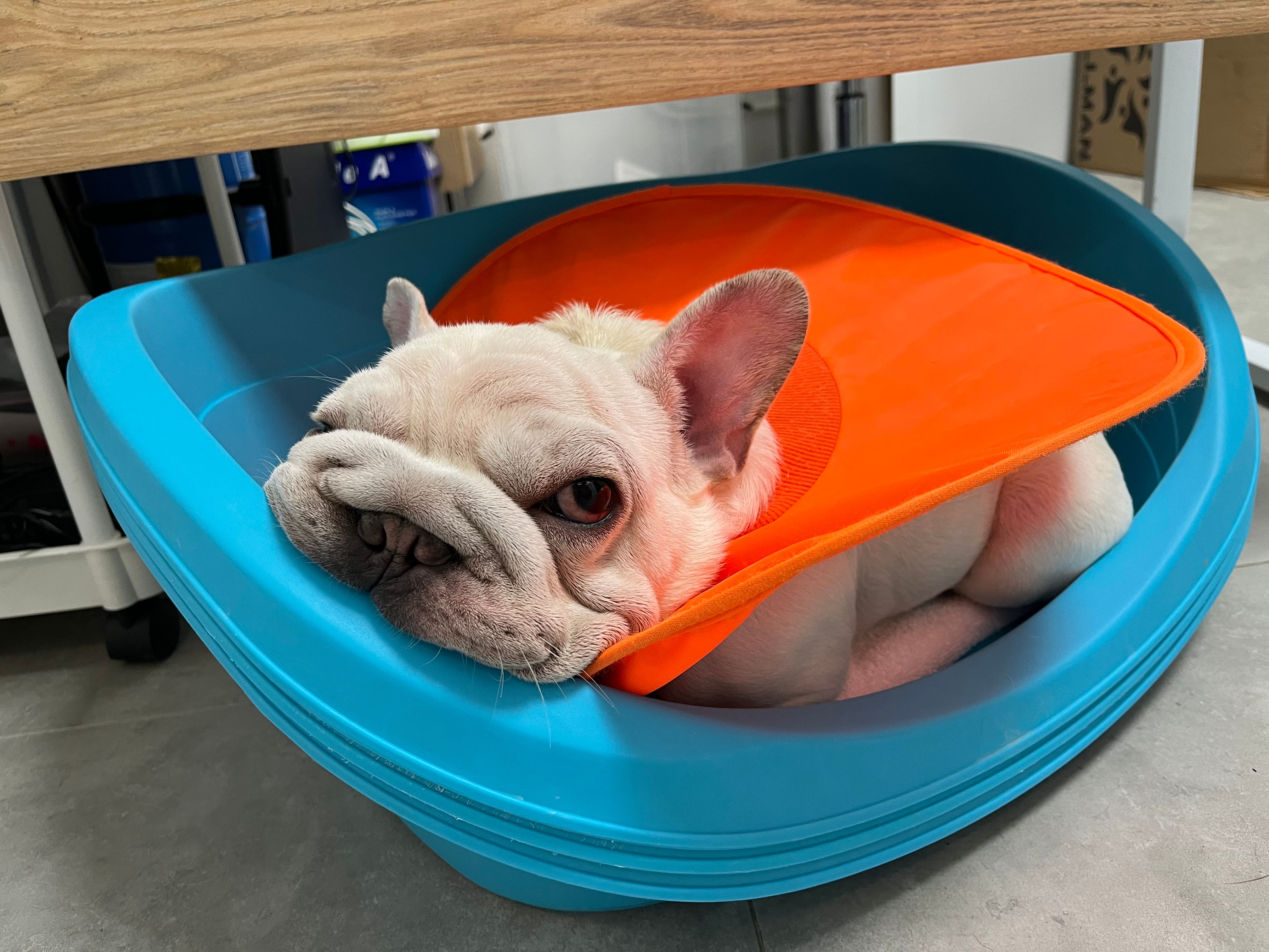 阿懵（現居康寧犬舍）