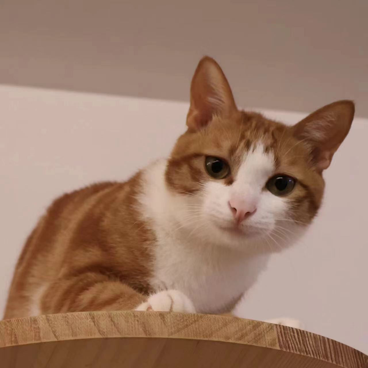 靚仔（已領養）