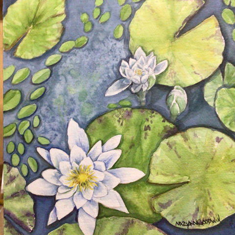 white waterlily