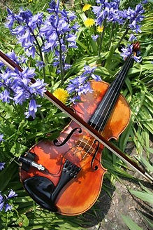 Spring fiddle.jpeg