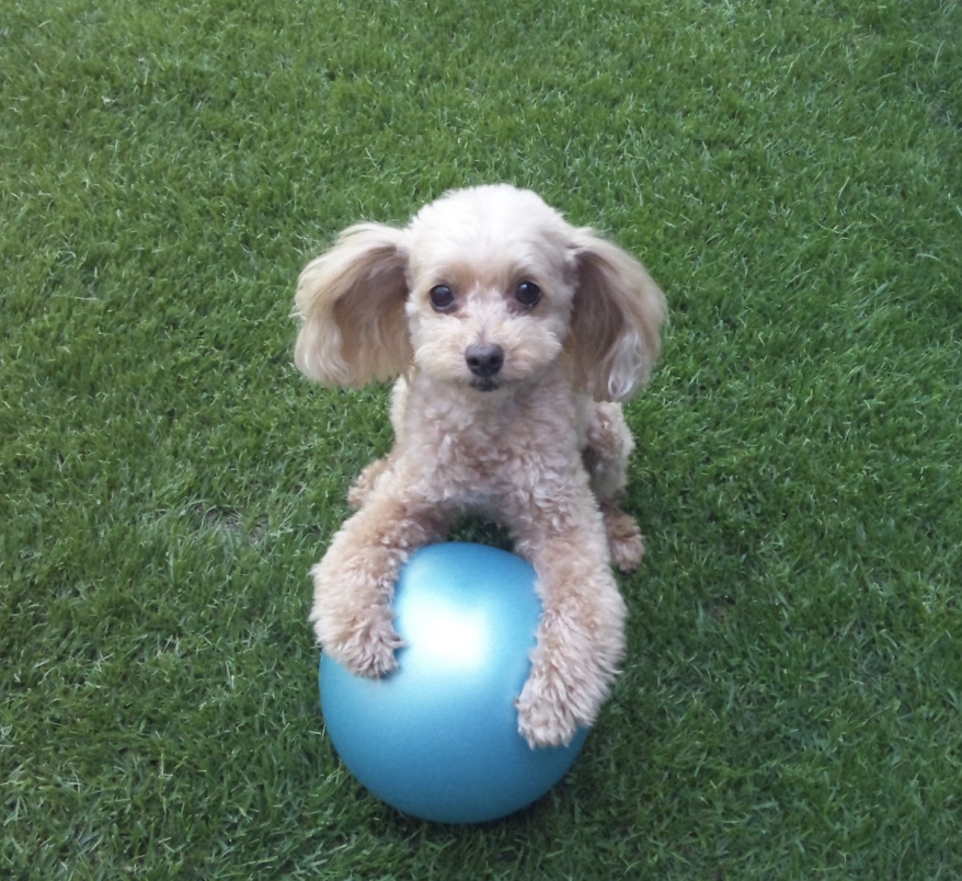 お客様の声FPまりりん