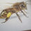 Thumbnail: Honey bee