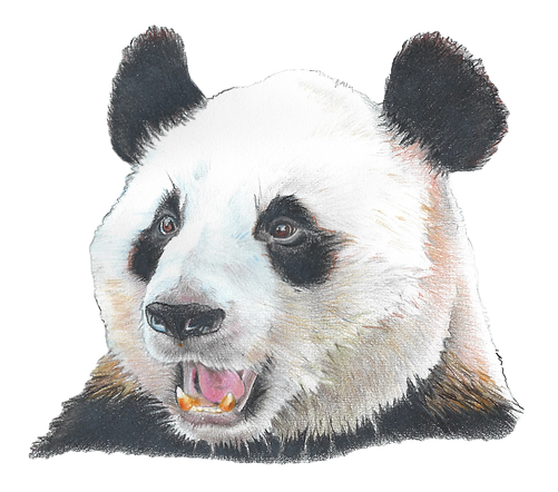 GiantPanda.png