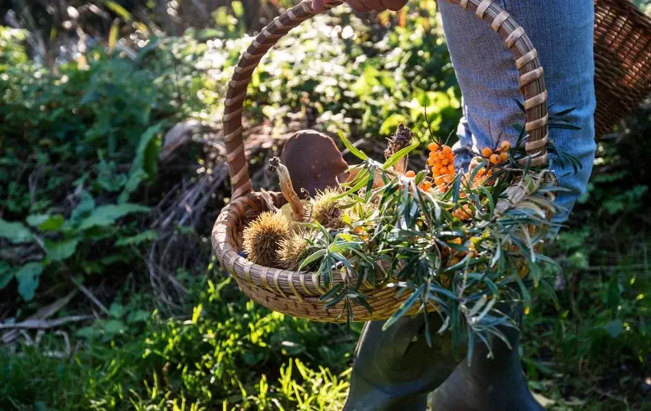 Summer Foraging Workshop