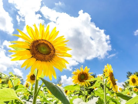 みなば通信 ☆7月号掲載