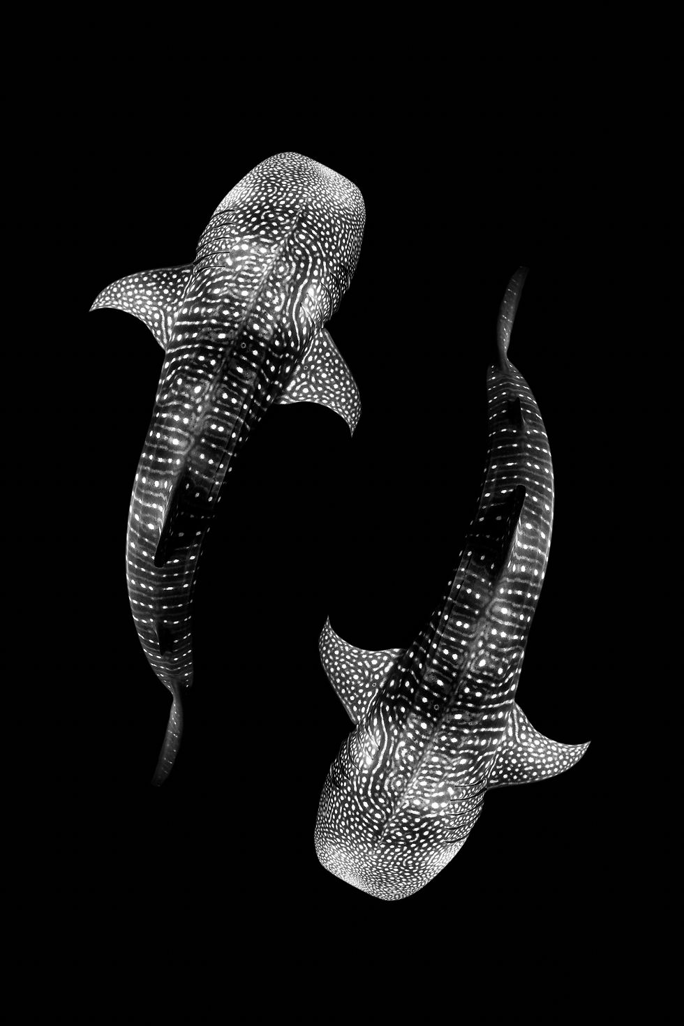 Thumbnail: Yin Yang Whale Sharks
