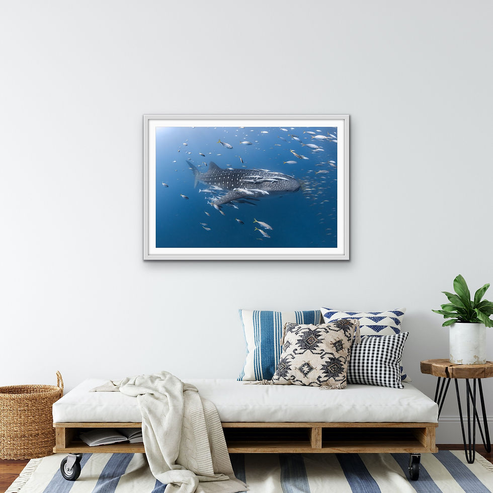 Thumbnail: Whale Shark & Friends II