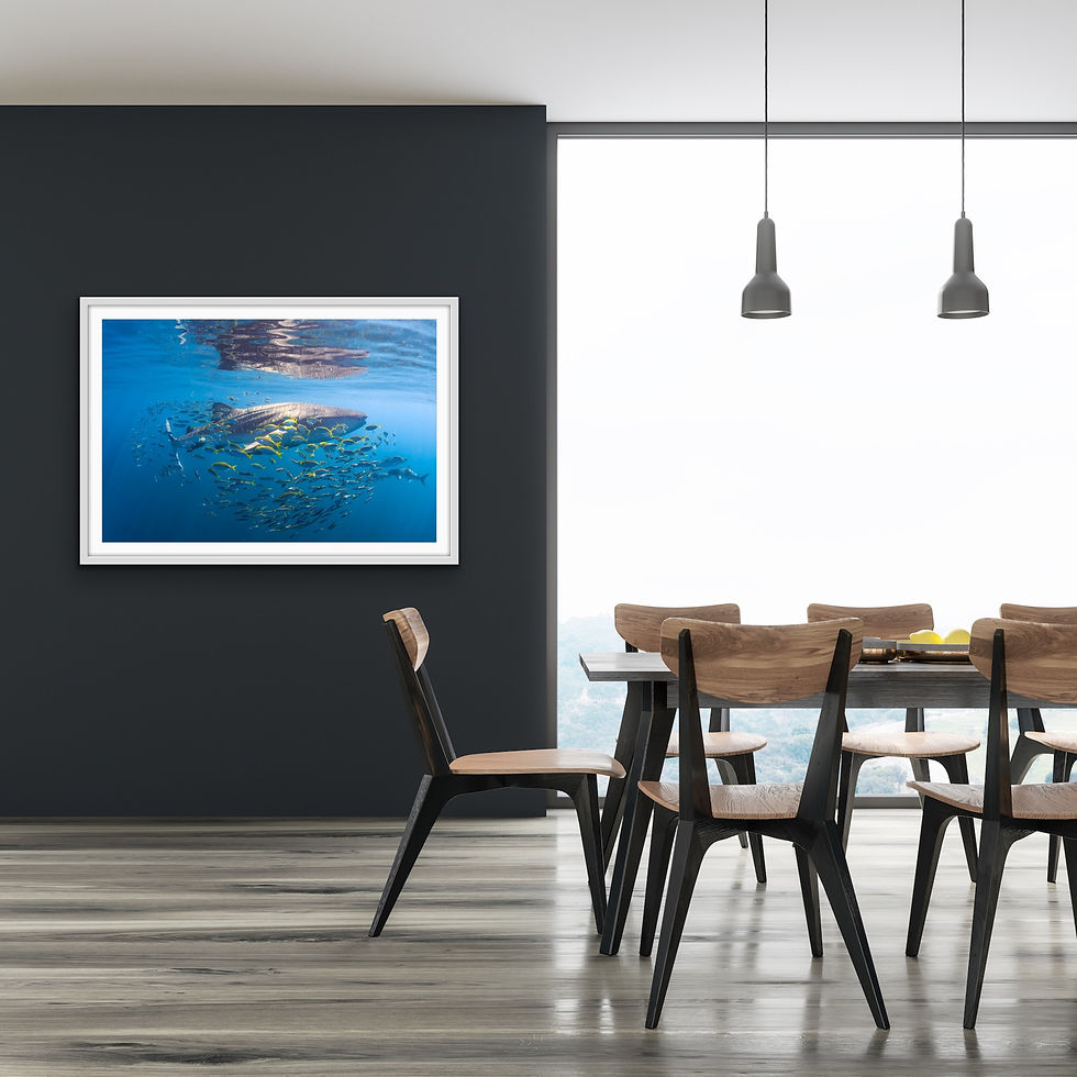 Thumbnail: Whale Shark & Friends