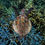 Thumbnail: Turtle over Coral