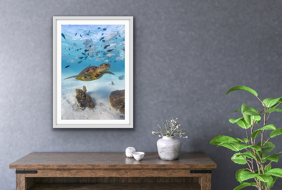 Thumbnail: Turtle (portrait)