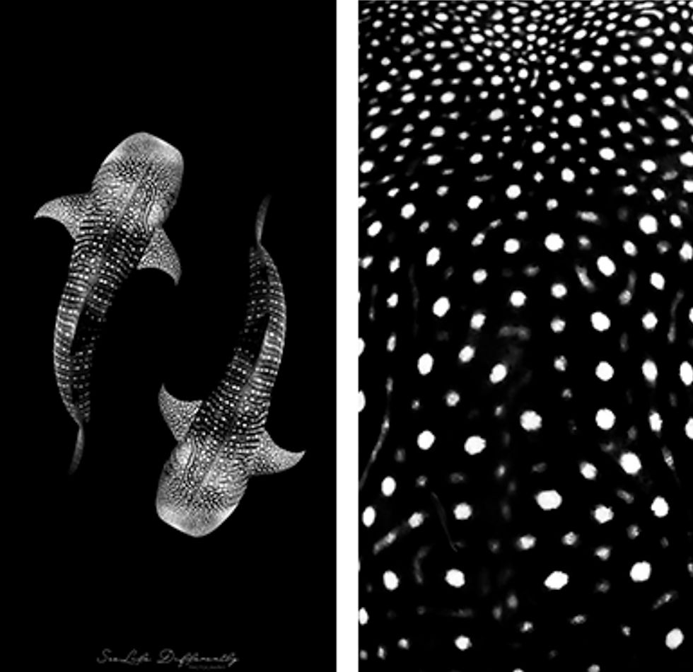 Thumbnail: Yin Yang Whale Sharks - Sand Free Beach Towel
