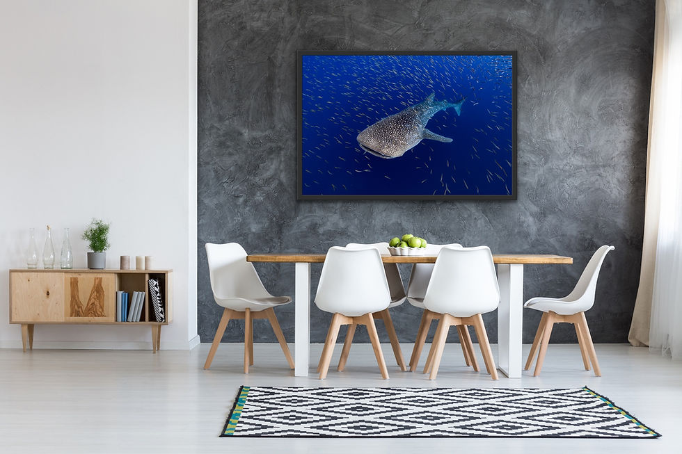 Thumbnail: Whale Shark & Baitfish