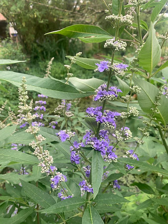 Faux Poivrier, Poivre aux Moines, Gattilier Vitex agnus castus