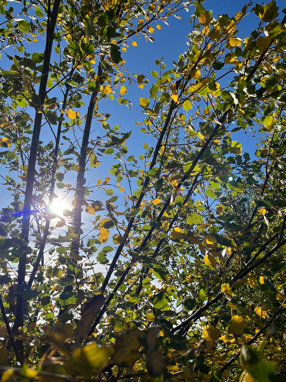 Music, Sound and Nature workshop