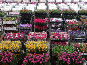 Como o mercado de flores fechou o ano de 2020 e quais são as oportunidades de negócios em 2021