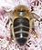 beeinsec1_edited.jpg