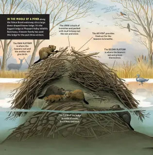 Thumbnail: What Goes on inside a Beaver Pond?