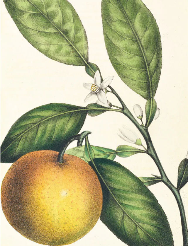 Thumbnail: The Trees of North America: A Detailed Notes Notecard Box