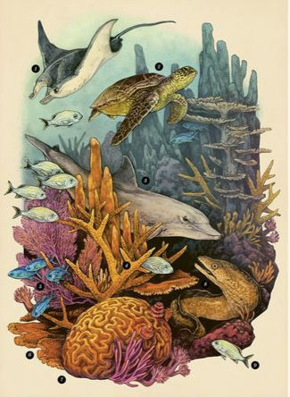 Thumbnail: Oceanarium (Welcome to the Museum)